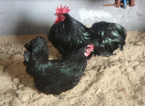 草鸡蛋养殖场,绿壳蛋,鸡蛋,蛋鸡养殖